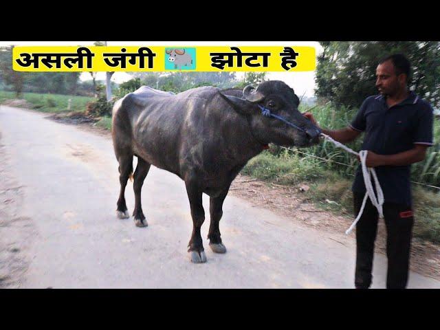 jhota race काफी गर्म मिजाज़ का भैसा  Full video vaibhav Rajpura 2 चैनल