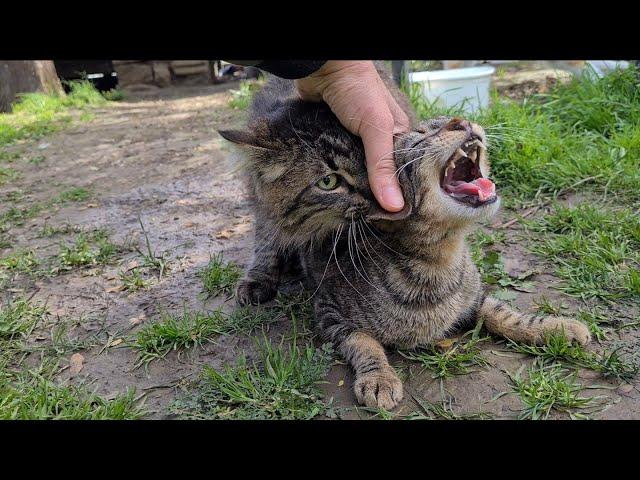 Male cat thinks other male cat is female.