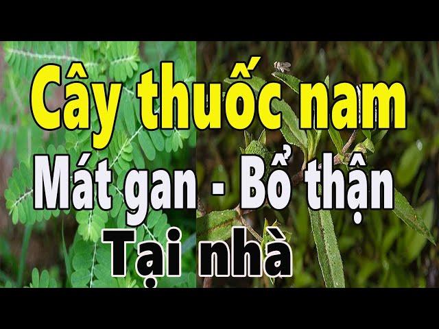 9 best herbal medicine plants to cool the liver and nourish the kidneys around the house