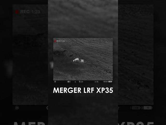 Deer captured with Pulsar thermal imaging binoculars Merger LRF XP35. #pulsarvision