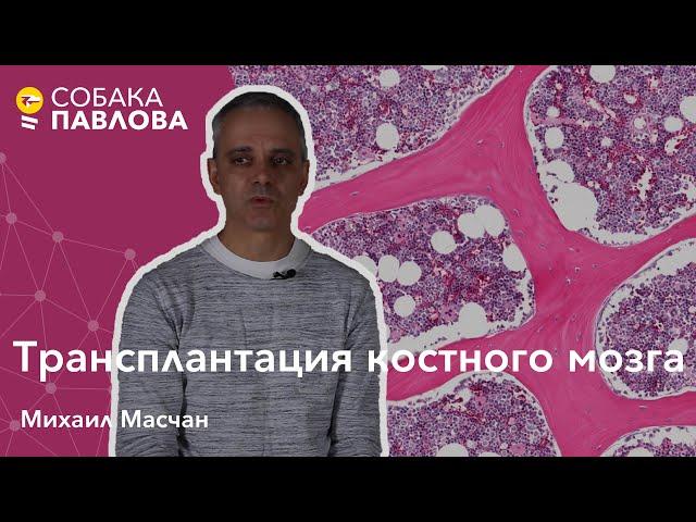 Трансплантация костного мозга - Михаил Масчан // рецедив лейкоза, аферез, безопасность донора