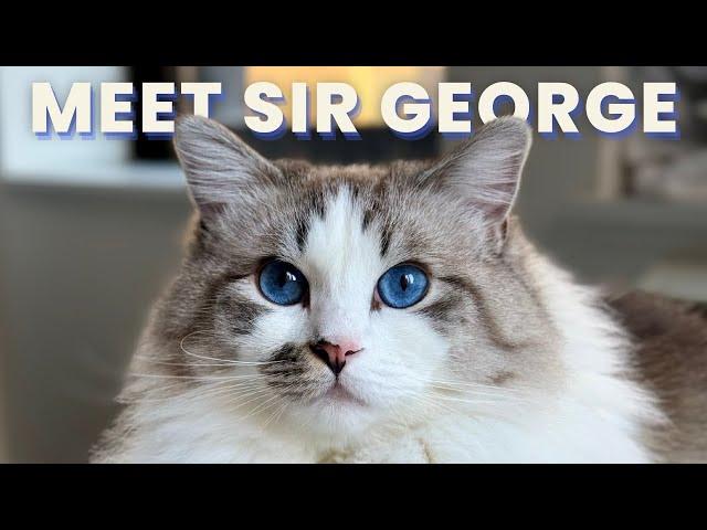 Get to Know Sir George | Sir George the Ragdoll