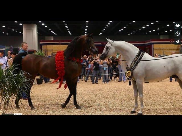 Arabian Horse Celebration