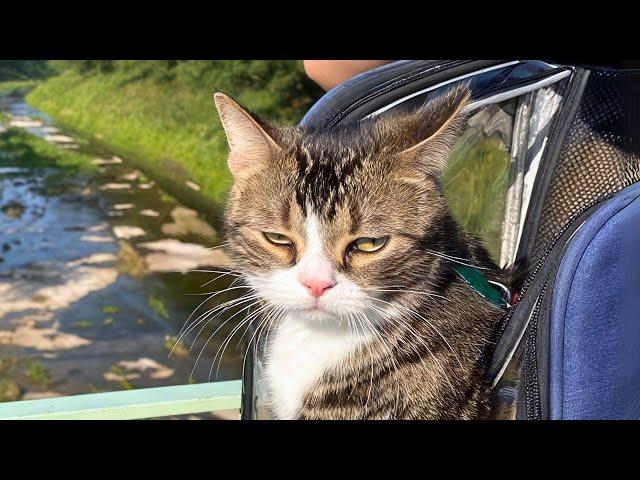 The Most DRAMATIC Cats Freak Out Over Nothing!  Best Funny Cats Videos