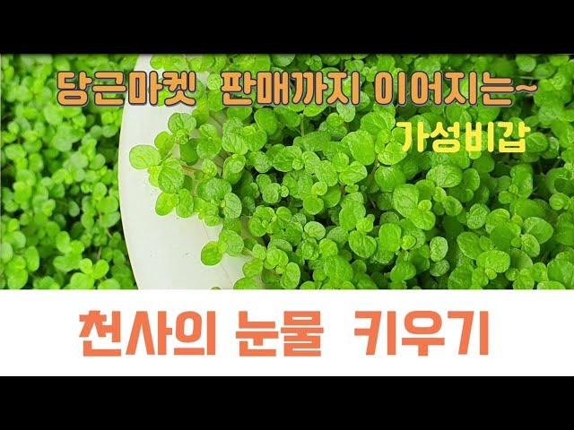 천사의 눈물 | 베란다 추천식물 |가성비갑 식물