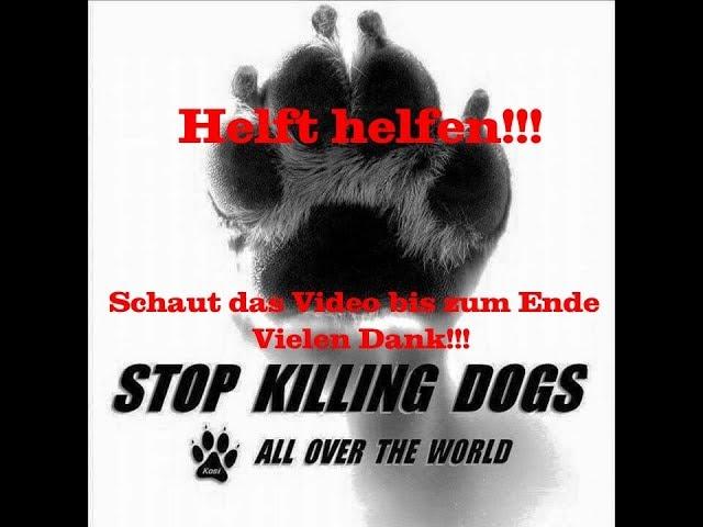 PONGODOGS - Tierschutz geht uns ALLE an - helft helfen!!!