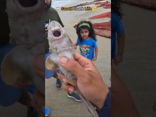 Rescue Mission: This shark got a second chance 