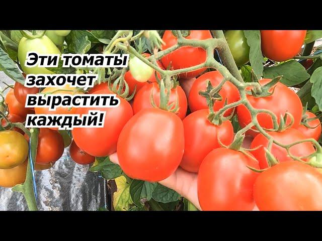 Любой из этих низкорослых томатов можете смело выращивать у себя на огороде!