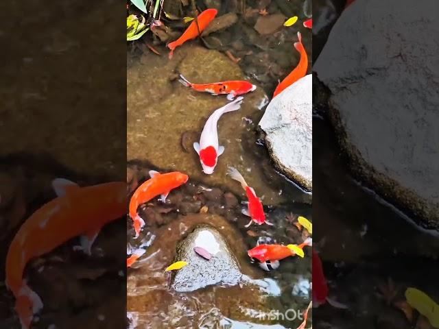 Animal #koi #sharkfeeding #moretraffic #koifish #morviews #moreviews #fish #moreviewers