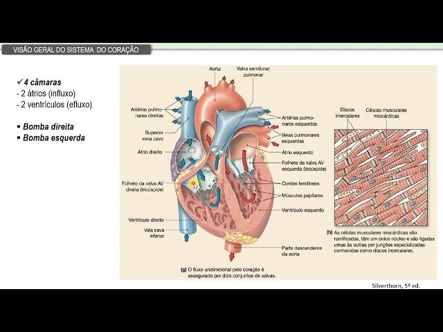 Sistema cardiovascular