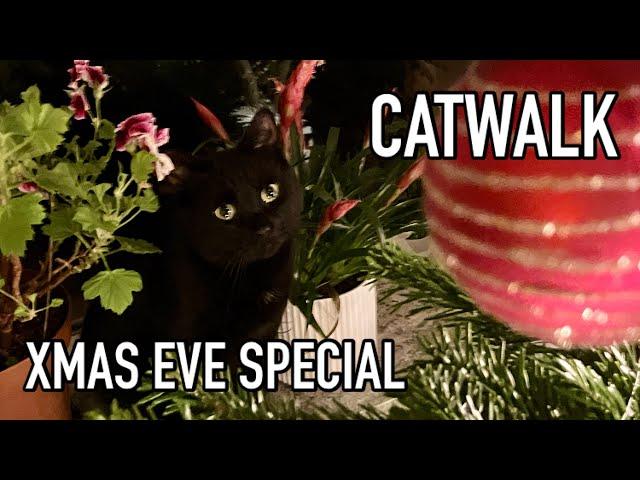 Christmas special: Black cat going to the lake on a holy night