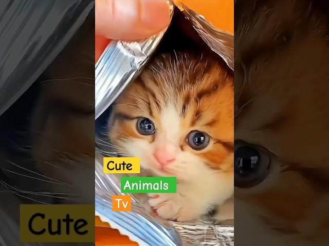 Cute Animals Tv - cute Kittens - Cats #funnycats #funnyanimals #viralvideo #animalscompilation