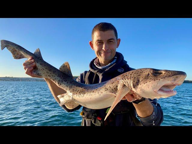 Winter Boat Fishing 2020 - Bull Huss, Ray and Mackerel