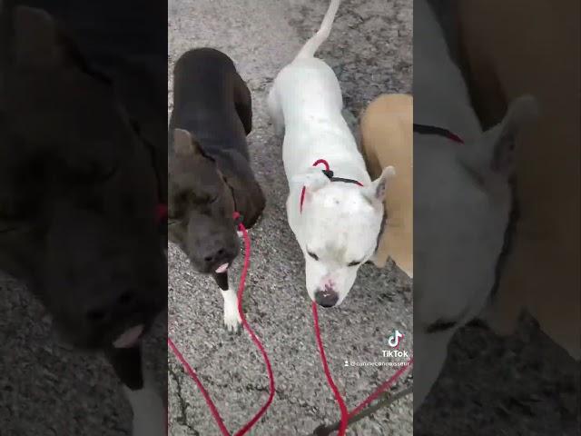 Structured Dog Walking (Pack Walks) First Pack Walk of 2023