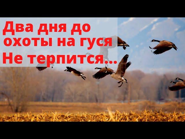 Два дня до охоты на гуся. Не терпится... .