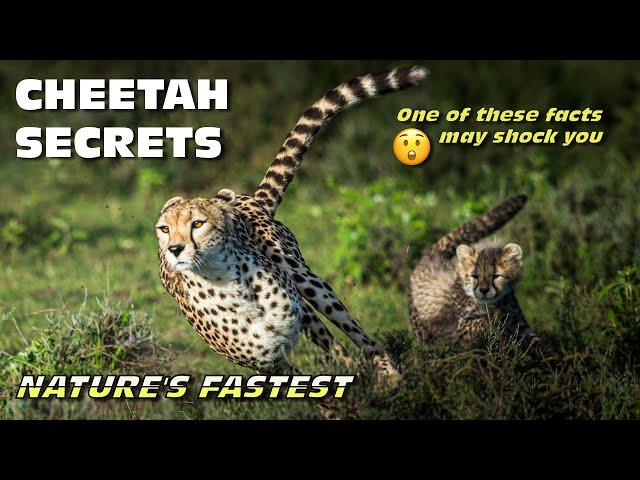 Remarkable Facts About Cheetahs! | Exploring the Wild | Cheetah Trivia