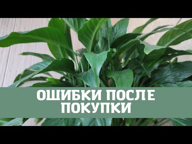 ЖЕНСКОЕ СЧАСТЬЕ (СПАТИФИЛЛУМ) ОШИБКИ ПОСЛЕ ПОКУПКИ