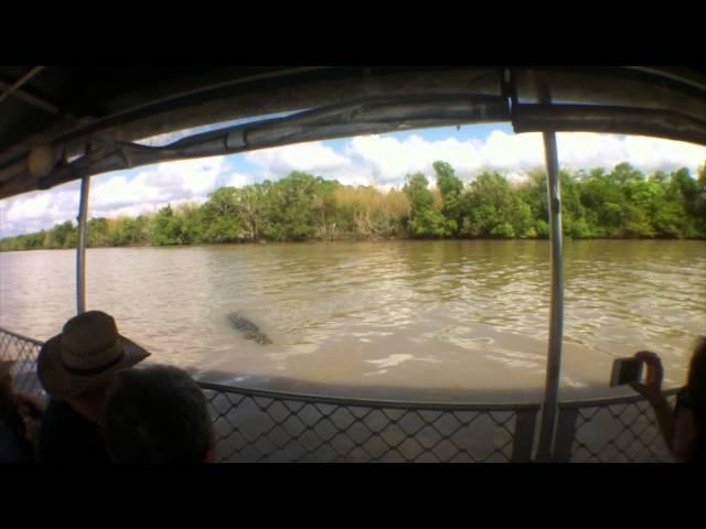 Saltwater Crocodile attempts attack on Tour Guide