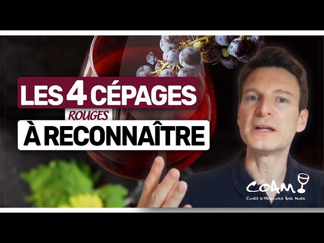 4 cépages Rouges FACILES à Reconnaître à l'Aveugle