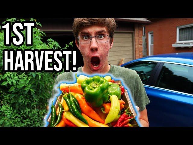 Abundant First Vegetable HARVEST From The Organic Vegetable Garden | LucasGrowsBest