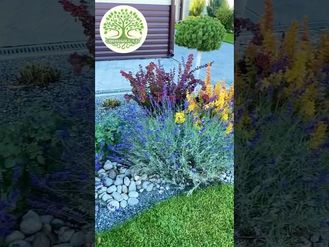 LANDSCAPE DESIGN OF THE SITE. Lavender, pine tree, barberry...