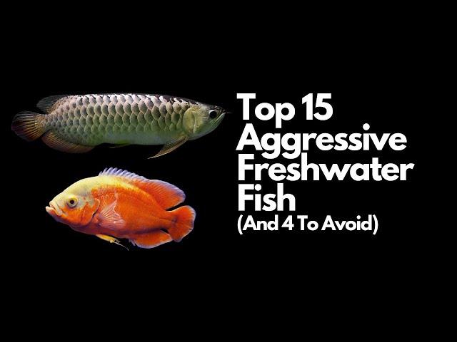 The Top 15 Most Aggressive Freshwater Fish  (And 4 To Avoid)