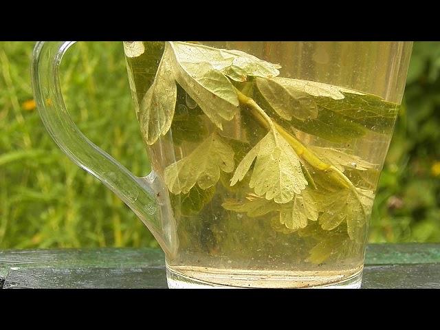 Чай из листьев крыжовника