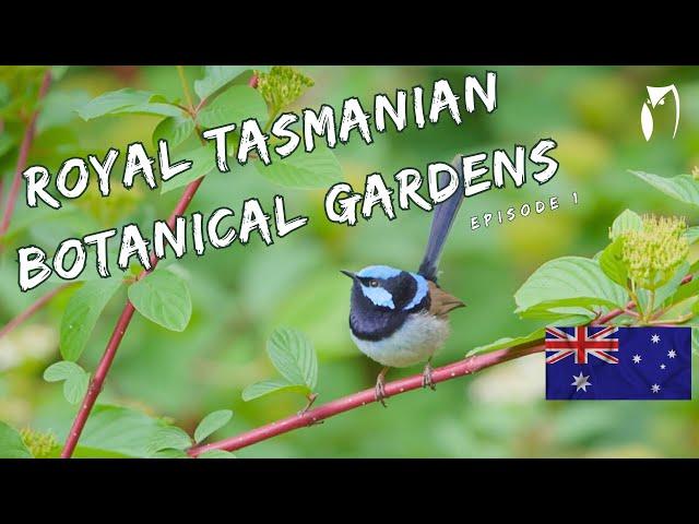 TASMANIAN ROYAL BOTANICAL GARDENS - TRAILER