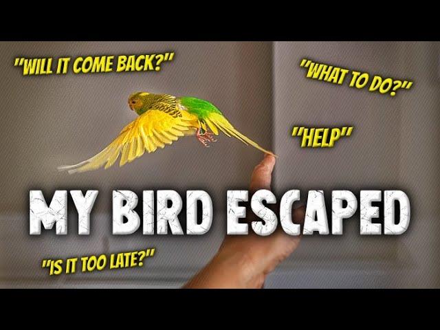 What to do if Your Bird Escaped