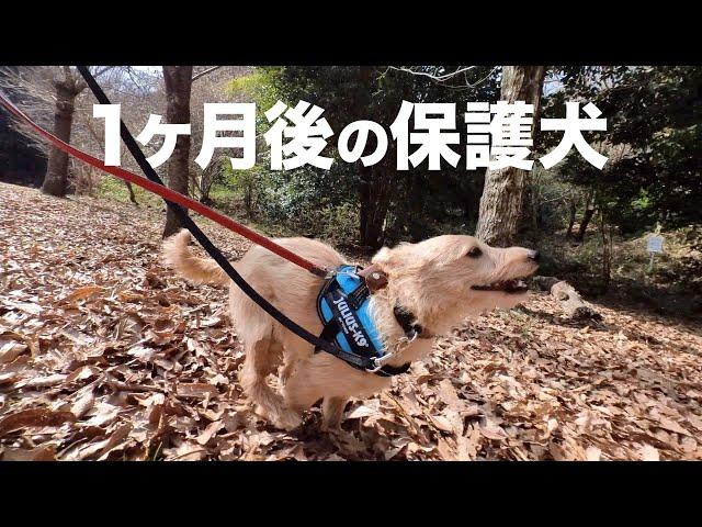 雑種の保護犬、1ヶ月後