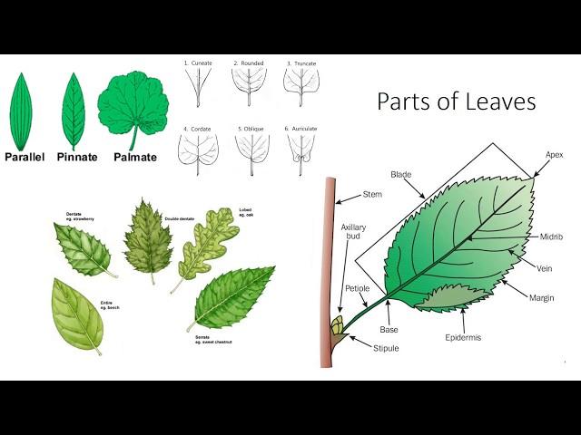 Plant Anatomy and Morphology