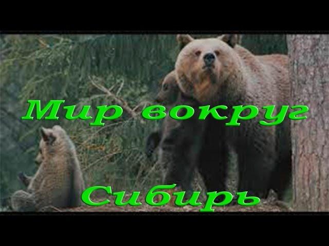 Природа и животные Сибири