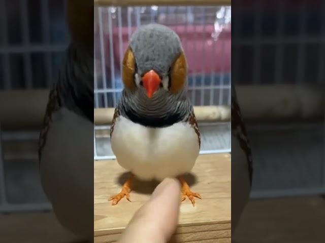 Zebra Finch Sound || Tamed Finch || Zebra finch male