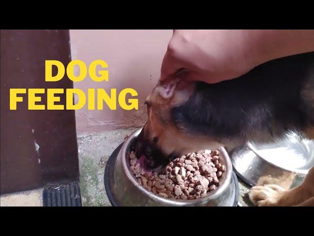 BELGIAN SHEPHERD FEEDING | CHICKEN LIVER | TOP BREED FOR PUPPY | The Arongs |Vlog#9