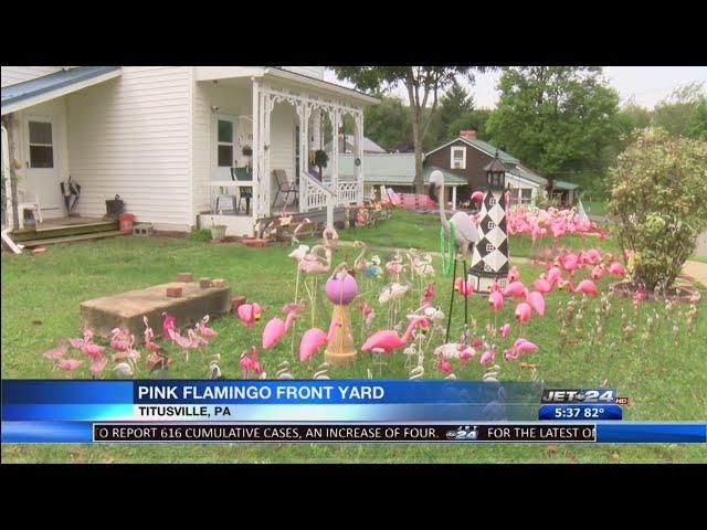 Titusville man decorates front lawn with 300 pink flamingos