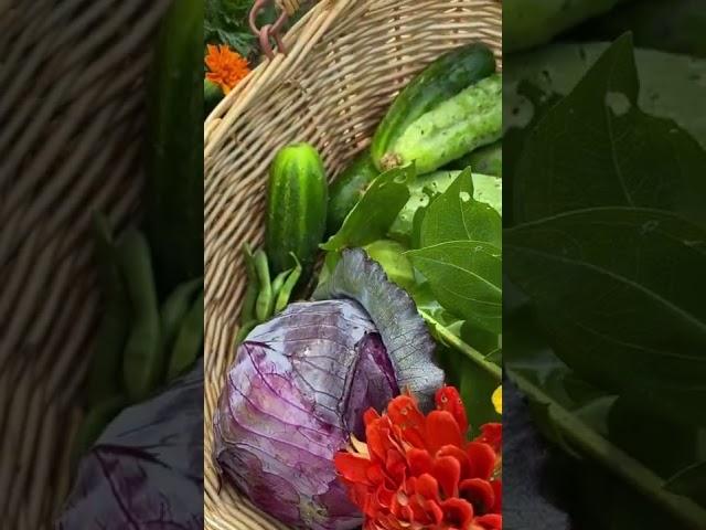 This Morning’s Harvest from My Victory Garden