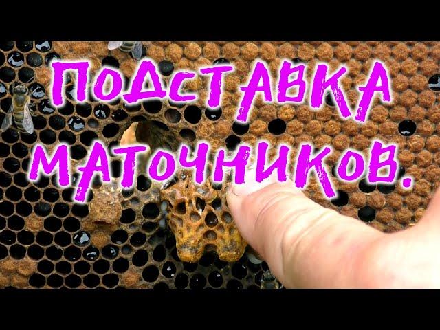 ПОДСТАВКА МАТОЧНИКОВ В СЕМЬИ, ОТВОДКИ. ЗАМЕНА ПЧЕЛОМАТКИ.