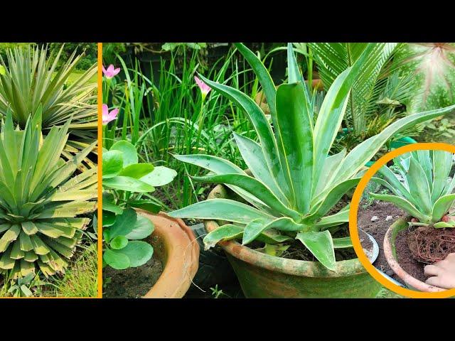 Agave Plant Care & Propagation | Agave Plant Century Plant Care #agave