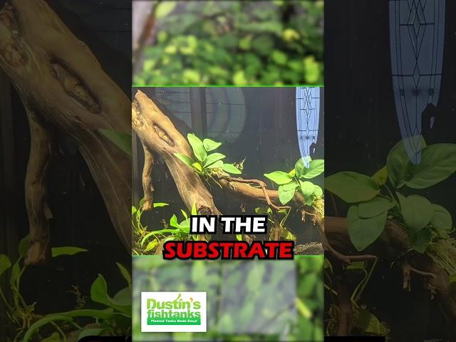 ANUBIAS NANA (OUR BEST SELLING ANUBIAS AQUARIUM PLANT For Sale)