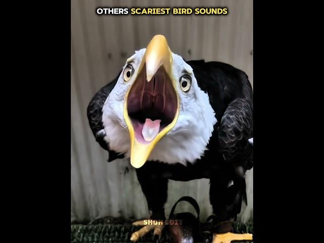 Other scary bird spunds vs dis one ️ | #bird #sound #eagle #shonedit #newyork #usa
