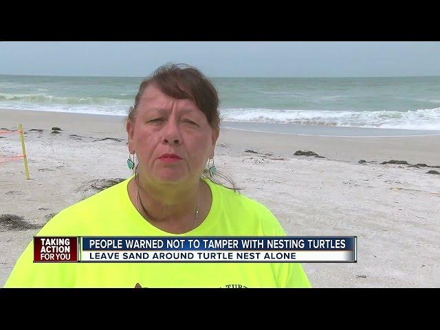 Tourists warned not to tamper with nesting turtles on Anna Maria Island