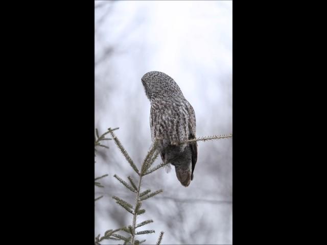 Great Gray Owl