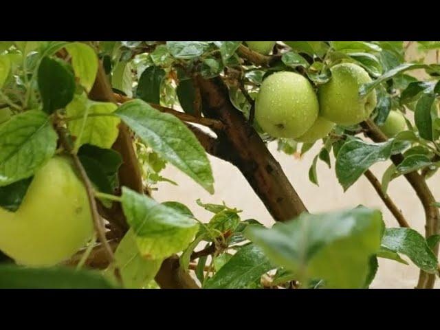 Harvesting Apple Tree in my little Garden   #appletrees #applejuicerecipe #apple