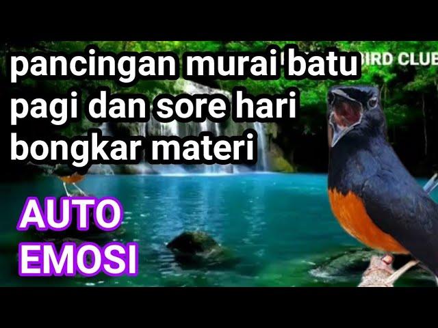 pancingan murai batu pagi dan sore hari bongkar materi