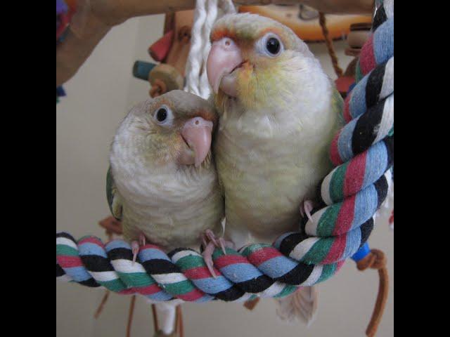 Video #5 -- Pineapple Turquoise Green Cheek Conure Babies