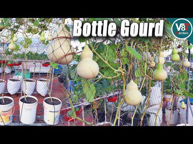 How to Grow Bottle Gourd from Seed to Harvest