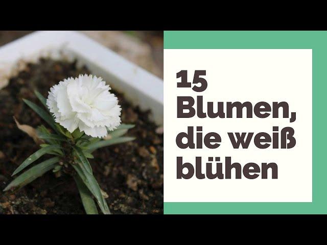 Weiße Blumen: 15 Blumen, die weiß blühen