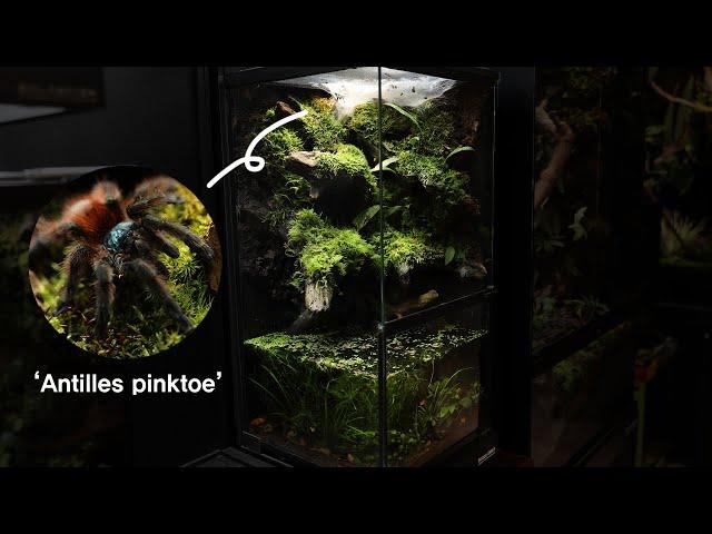 How to make a 'Tree-dwelling Tarantula' Paludarium | 나무 위에 사는 타란툴라 팔루다리움 만들기