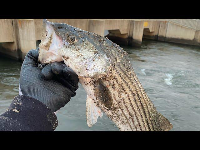 Check 12 Striper Fishing At The Gates