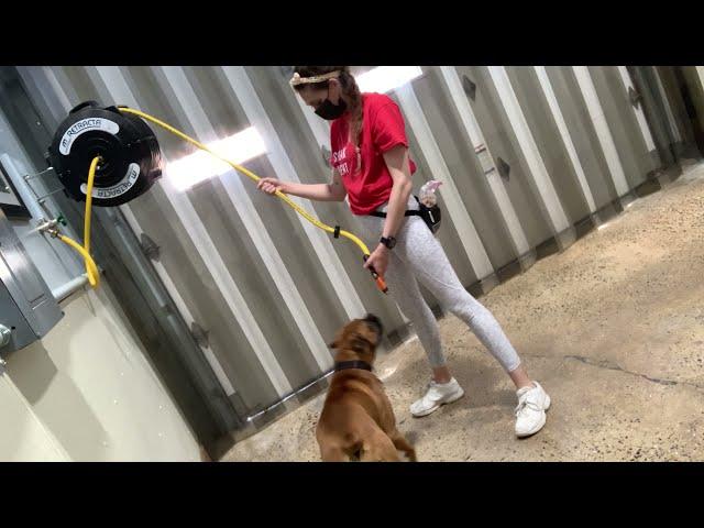 Maria The Dog Trainer & Xena 5/19/2021